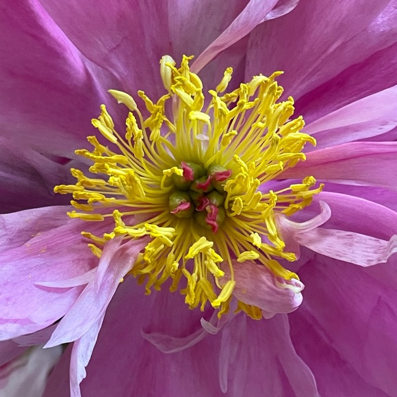 Meet your Posher, Lydia - Picture 1 of 1